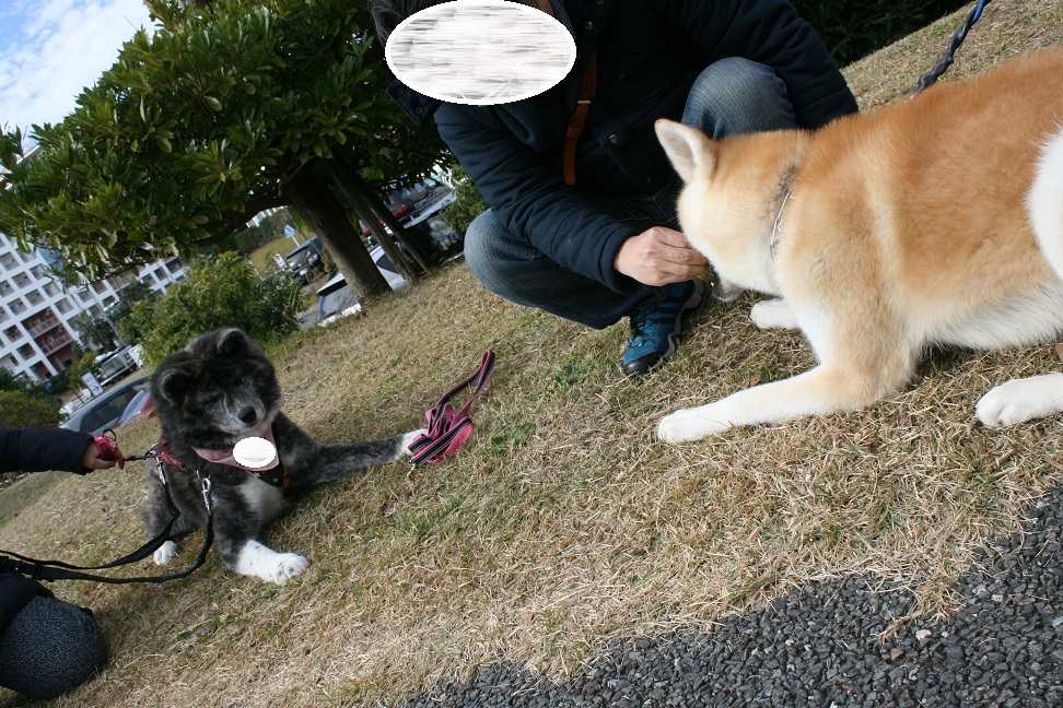 【犬・移動先募集】センター(支所)収容(11/25訪問)_f0242002_20181854.jpg