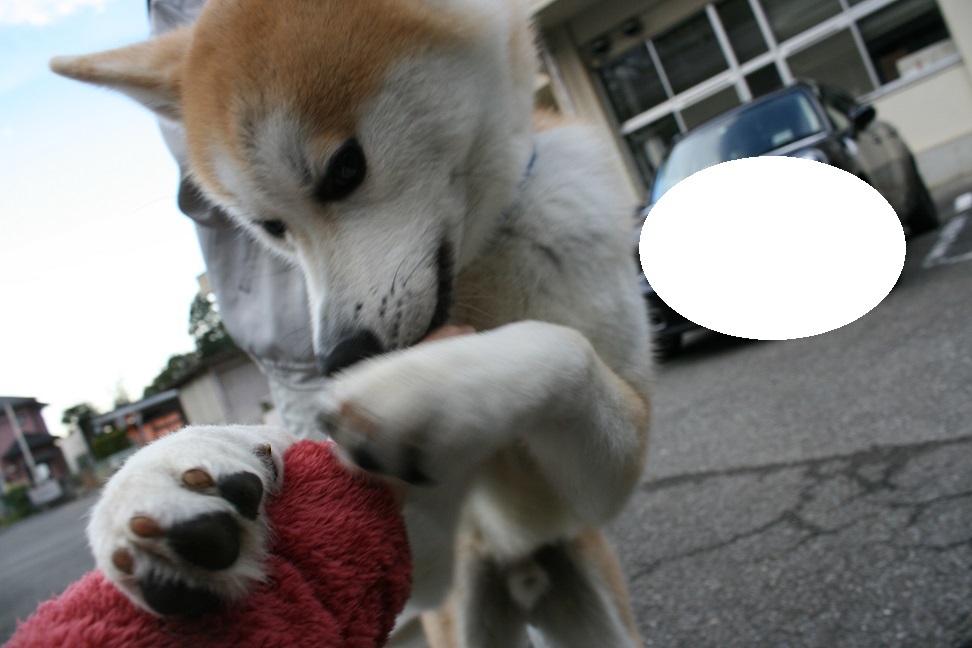 【犬・移動先募集】センター(支所)収容(11/25訪問)_f0242002_20183379.jpg