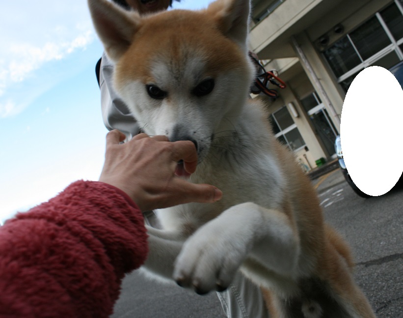 【犬・移動先募集】センター(支所)収容(11/25訪問)_f0242002_20184693.jpg