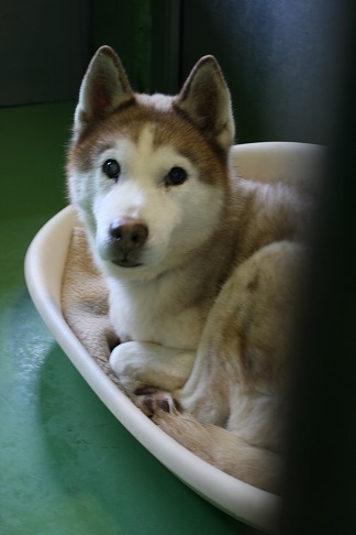 【犬・移動先募集】センター(支所)収容(11/25訪問)_f0242002_20190513.jpg
