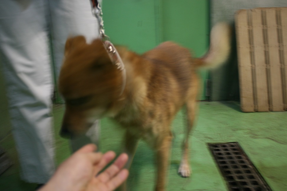 【犬・移動先募集】センター(支所)収容(11/25訪問)_f0242002_20191298.jpg