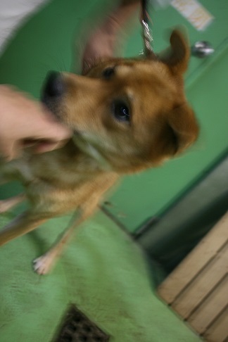 【犬・移動先募集】センター(支所)収容(11/25訪問)_f0242002_20191984.jpg