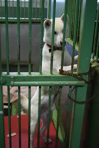 【犬・移動先募集】センター(支所)収容(11/25訪問)_f0242002_20192613.jpg
