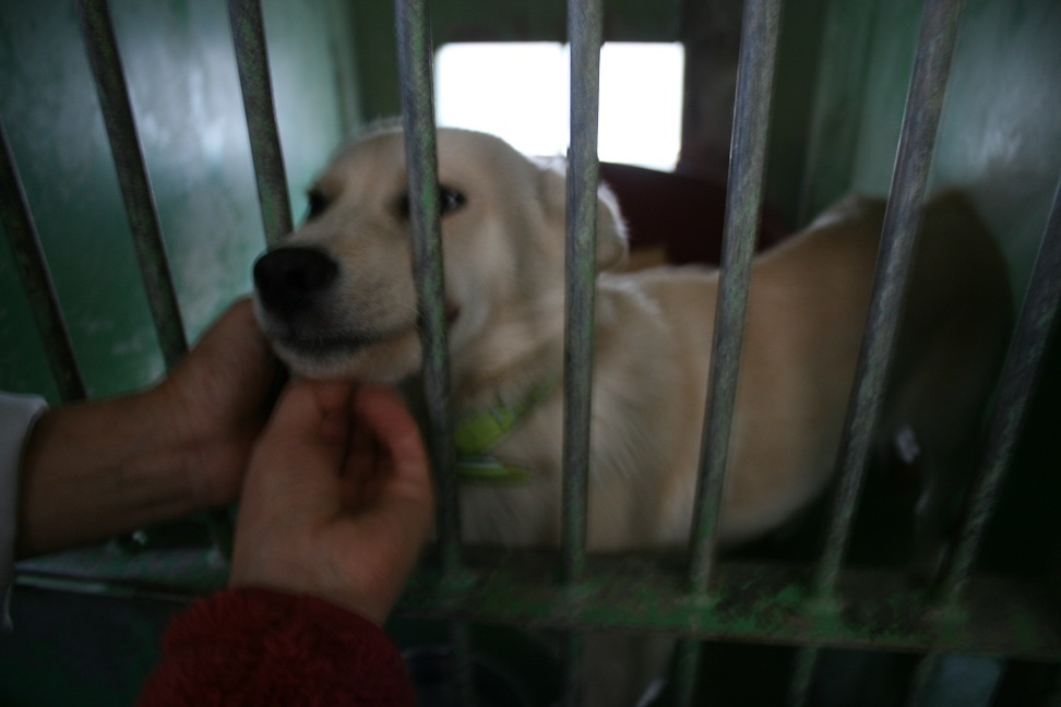 【犬・移動先募集】センター(支所)収容(11/25訪問)_f0242002_20244894.jpg