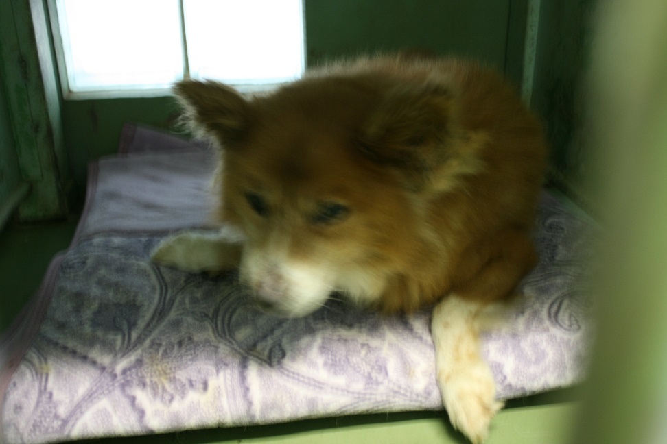 【犬・移動先募集】センター(支所)収容(11/25訪問)_f0242002_20251895.jpg