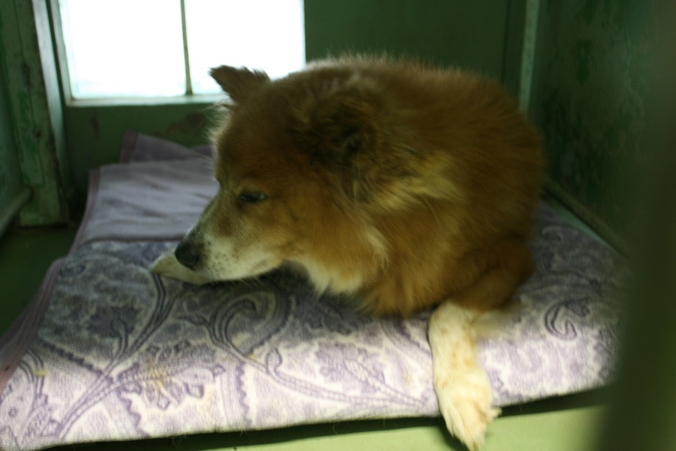 【犬・移動先募集】センター(支所)収容(11/25訪問)_f0242002_20252395.jpg