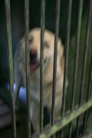 【犬・移動先募集】センター(支所)収容(11/25訪問)_f0242002_20253072.jpg
