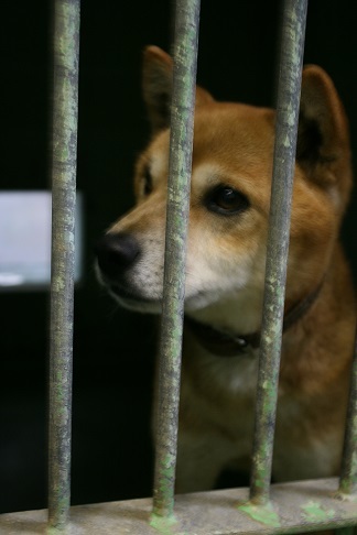 【犬・移動先募集】センター(支所)収容(11/25訪問)_f0242002_20255320.jpg
