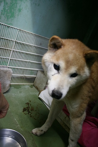 【犬・移動先募集】センター(支所)収容(11/25訪問)_f0242002_20292922.jpg
