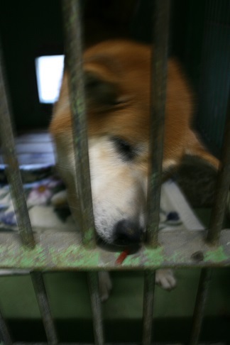 【犬・移動先募集】センター(支所)収容(11/25訪問)_f0242002_20295311.jpg