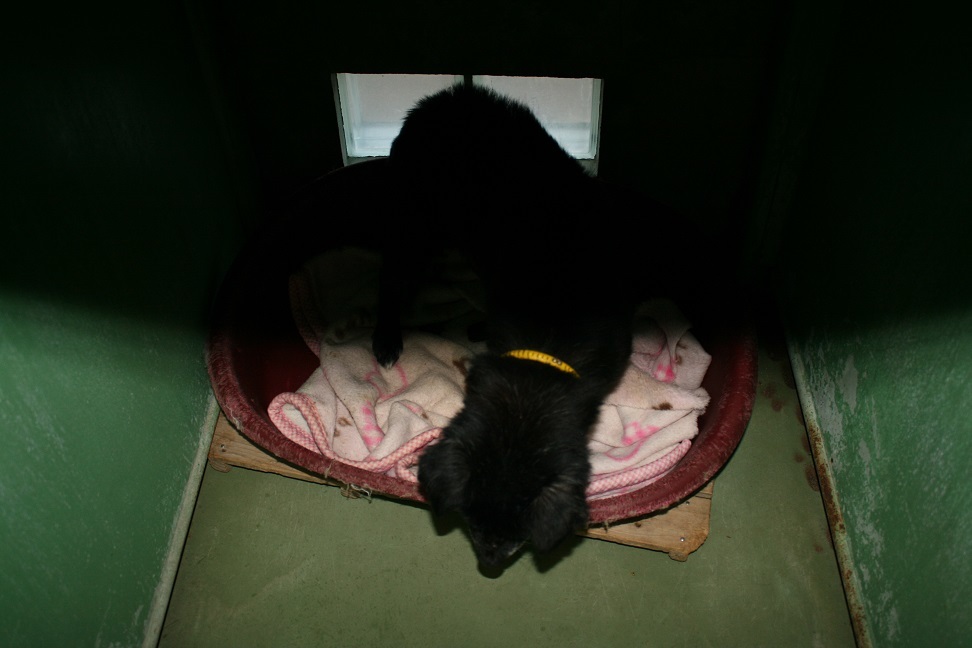 【犬・移動先募集】センター(支所)収容(11/25訪問)_f0242002_20300885.jpg