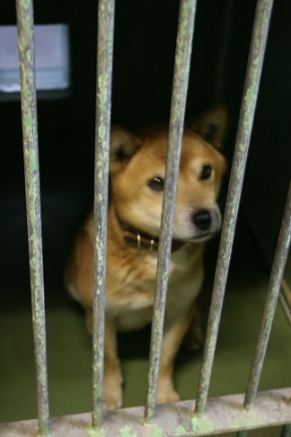 【犬・移動先募集】センター(支所)収容(11/25訪問)_f0242002_20305943.jpg