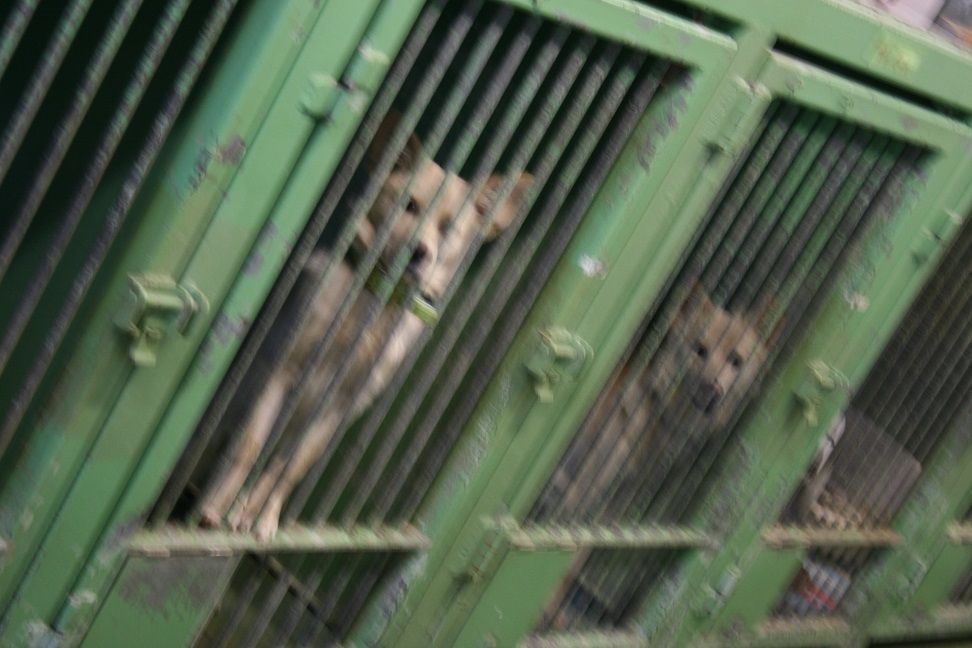 【犬・移動先募集】センター(支所)収容(11/25訪問)_f0242002_20344020.jpg