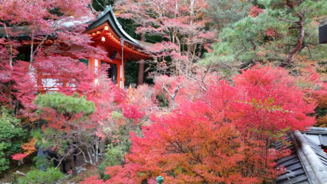 「クレヴィア京都山科」近くにて紅葉観賞_a0167204_19205074.jpg