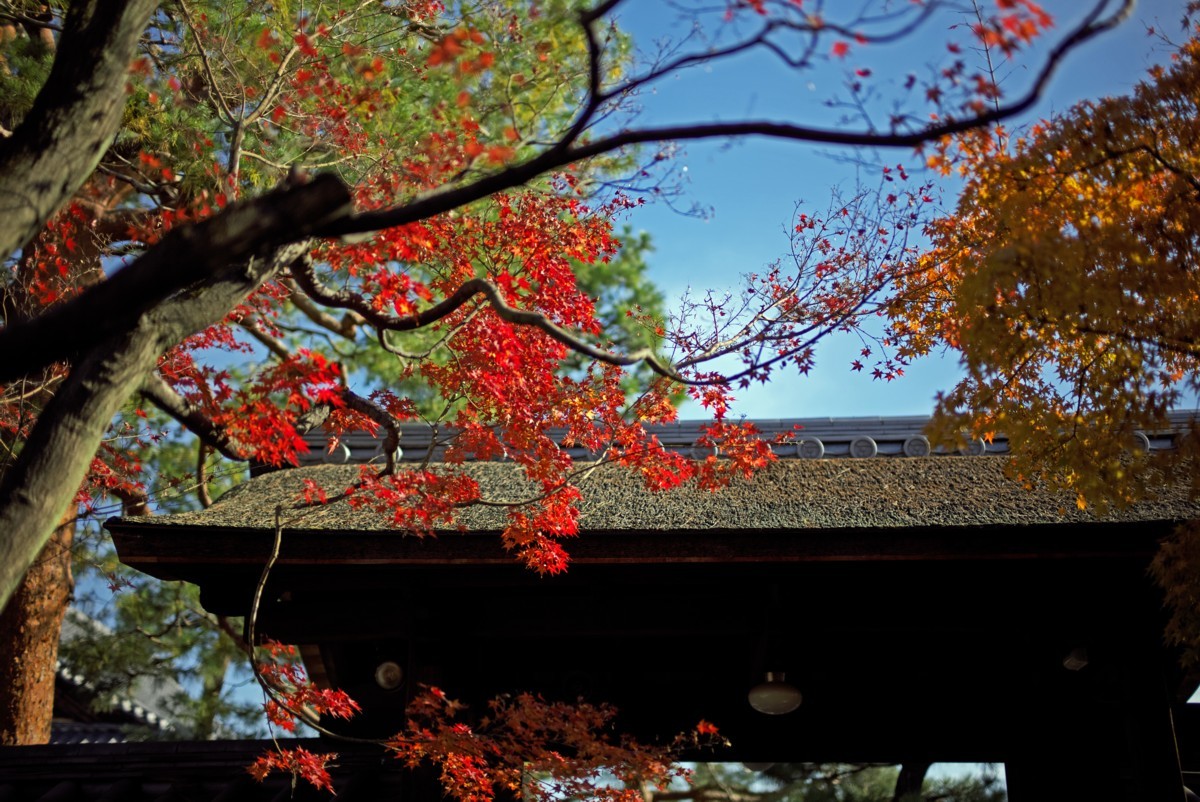 大徳寺塔頭散見　－　興臨院_c0156404_15323848.jpg