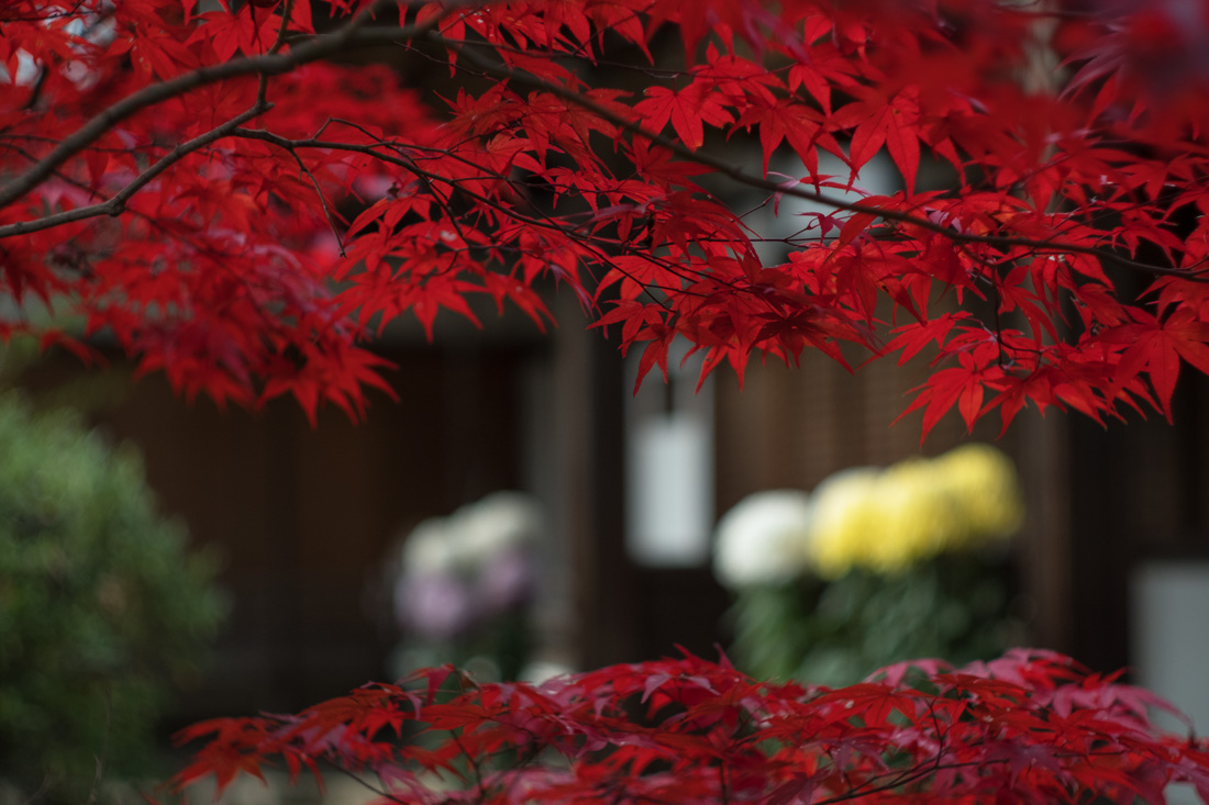 上御霊神社_b0221605_19471211.jpg