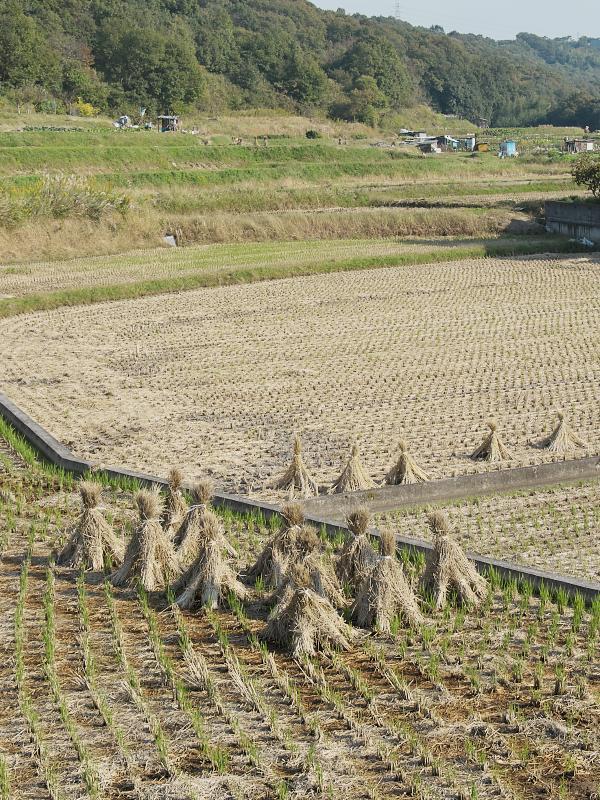 秋の田園風景_d0087407_17005118.jpg