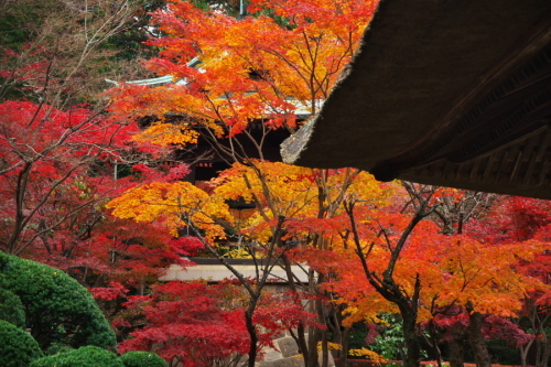 新座市　平林寺の紅葉2_a0263109_20440122.jpg