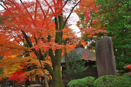 新座市　平林寺の紅葉2_a0263109_20440160.jpg