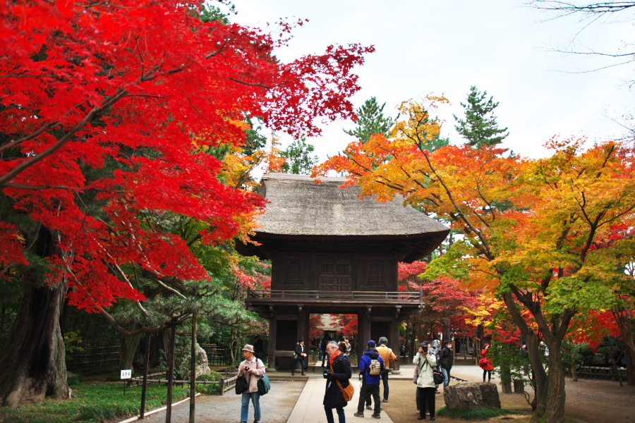 新座市　平林寺の紅葉2_a0263109_20440295.jpg