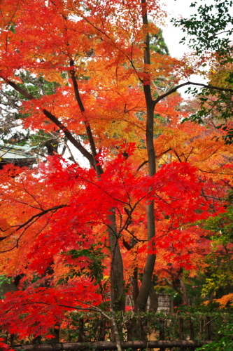 新座市　平林寺の紅葉2_a0263109_20440413.jpg