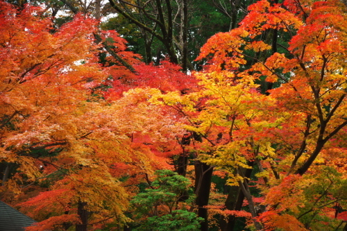 新座市　平林寺の紅葉2_a0263109_20440456.jpg