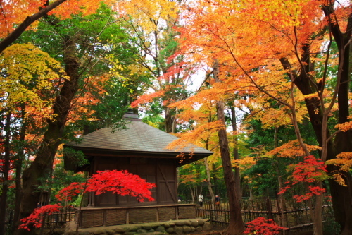 新座市　平林寺の紅葉2_a0263109_20440552.jpg