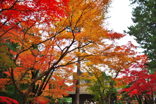 新座市　平林寺の紅葉2_a0263109_20451501.jpg