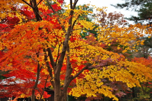 新座市　平林寺の紅葉2_a0263109_20451669.jpg