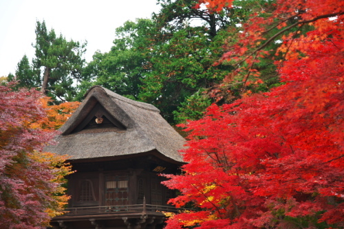 新座市　平林寺の紅葉2_a0263109_20451927.jpg