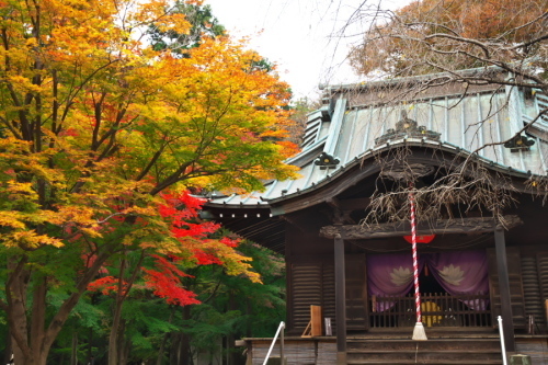 新座市　平林寺の紅葉2_a0263109_20454810.jpg