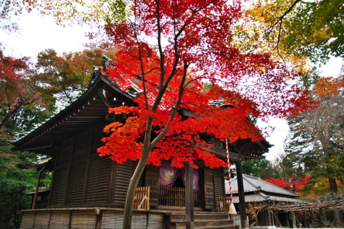 新座市　平林寺の紅葉2_a0263109_20454922.jpg