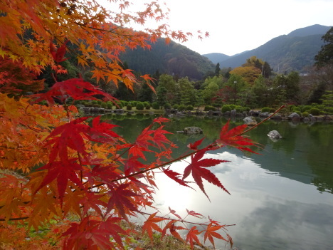 西条市の本谷公園の紅葉、ミクロワールド、紅葉の秘密………2017/11/25_f0231709_03031623.jpg