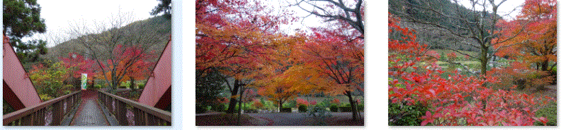 西条市の本谷公園の紅葉、ミクロワールド、紅葉の秘密………2017/11/25_f0231709_03054744.gif