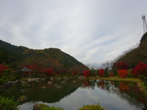 西条市の本谷公園の紅葉、ミクロワールド、紅葉の秘密………2017/11/25_f0231709_03082780.jpg