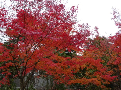 西条市の本谷公園の紅葉、ミクロワールド、紅葉の秘密………2017/11/25_f0231709_03200647.jpg