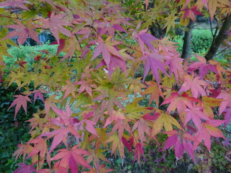 西条市の本谷公園の紅葉、ミクロワールド、紅葉の秘密………2017/11/25_f0231709_03224537.jpg