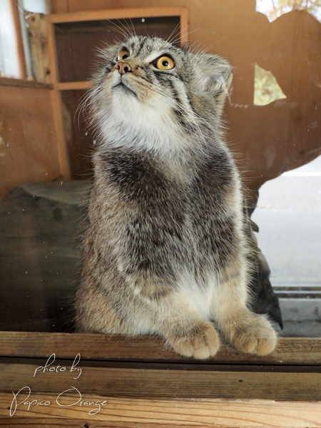 埼玉県こども動物自然公園　１１月２２日_f0321610_21375478.jpg