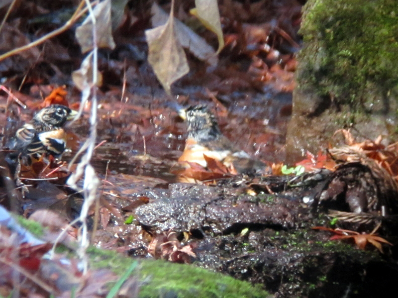 c0039919_20143983.jpg