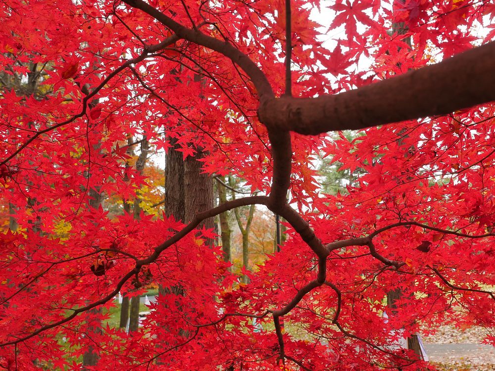 森林公園の紅葉狩り　枝ぶり探し　何処をボカすのか・・・_a0031821_15333395.jpg