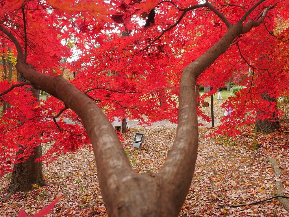 森林公園の紅葉狩り　枝ぶり探し　何処をボカすのか・・・_a0031821_15375438.jpg