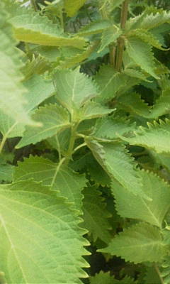 c0074721_14250512.jpg