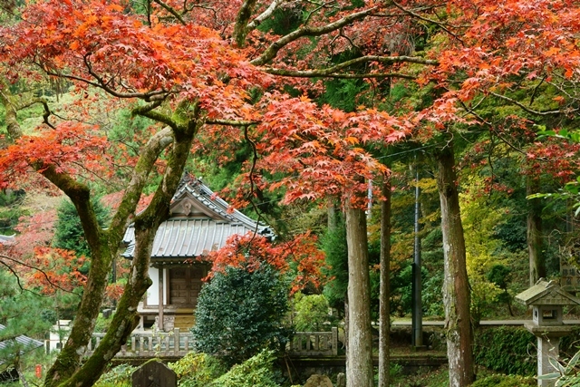 大雄山最乗寺_c0284923_21154066.jpg