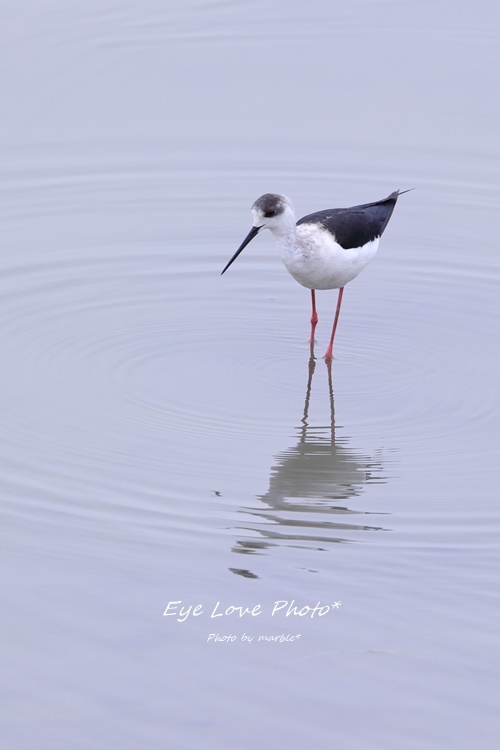 水辺の鳥たち_f0353524_23262081.jpg