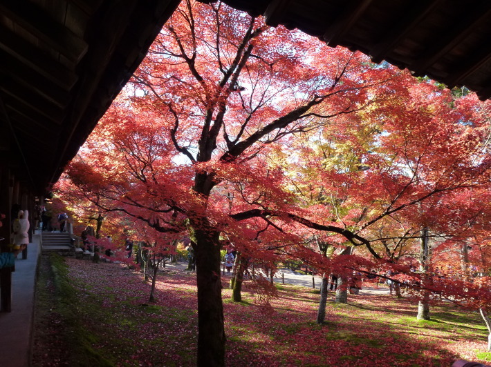 京都の秋を彩る紅葉_d0347025_20234336.jpg