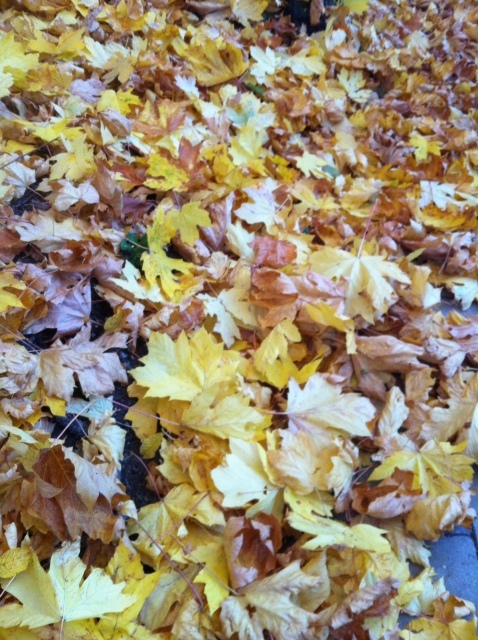 b0221428_06431360.jpeg