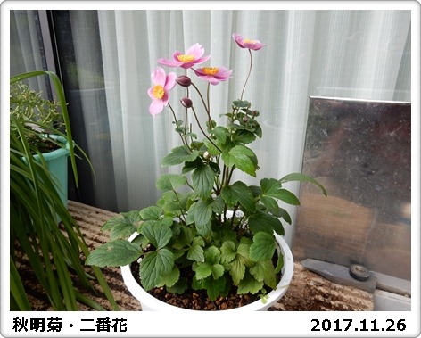 e0033229_13314585.jpg