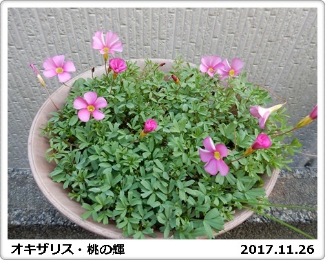 e0033229_1335056.jpg
