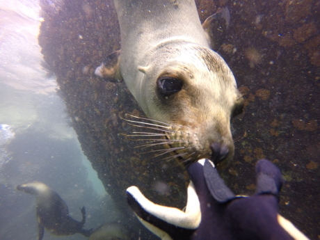 豊穣の海 コルテス海ラパスの旅 ダイビング シュノーケリング編 メキシコでひとやすみ 豊穣の海 コルテス海ラパスの旅 ダイビング シュノーケリング編 メキシコでひとやすみ