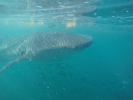豊穣の海 コルテス海ラパスの旅 ダイビング シュノーケリング編 メキシコでひとやすみ 豊穣の海 コルテス海ラパスの旅 ダイビング シュノーケリング編 メキシコでひとやすみ